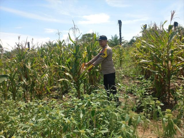 Tingkatkan Swasembada Pangan Nasional Polsek Tambusai Utara  Cek Perkembangan  Jagung di Mahato