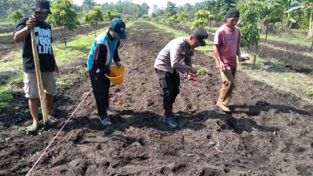 Polsek Tambusai Utara Bersama Petani Tingkatkan Swasembada Pangan Nasional.Polisi Sahabat Petani